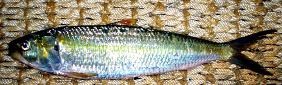 Sardinella aurita_04.jpg